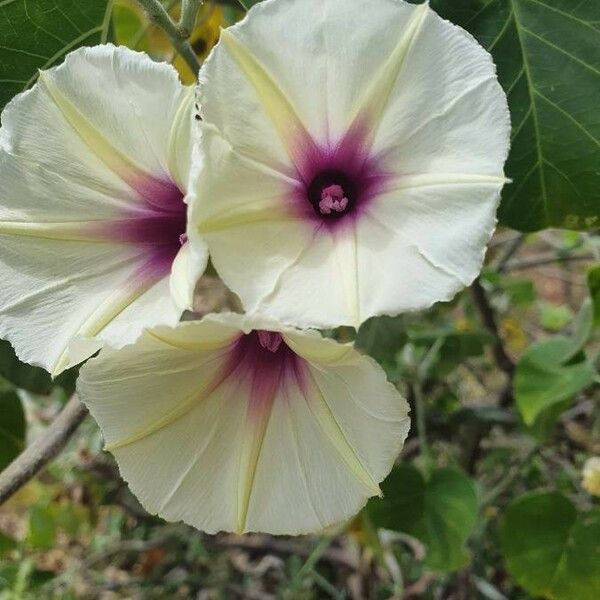 Ipomoea spathulata Çiçek