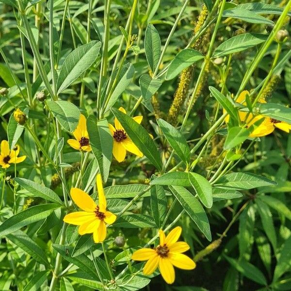 Coreopsis tripteris Flor