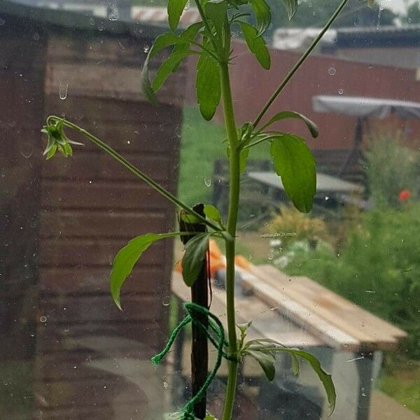 Salvia uliginosa Blad