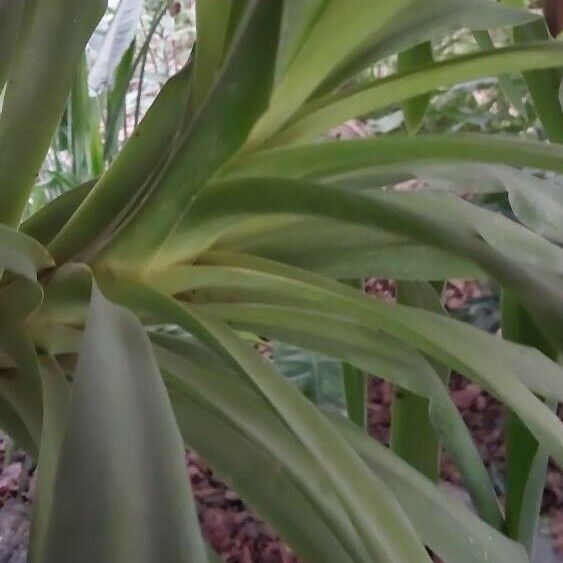 Yucca aloifolia Leaf