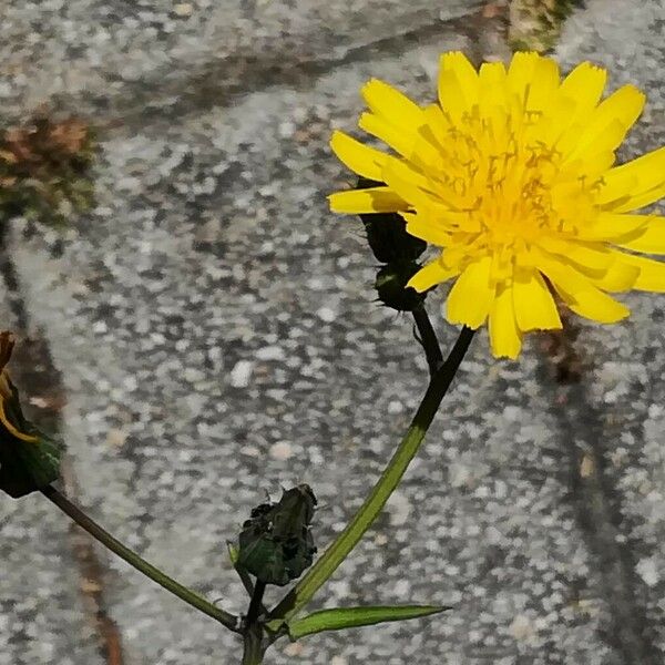 Reichardia picroides Flower