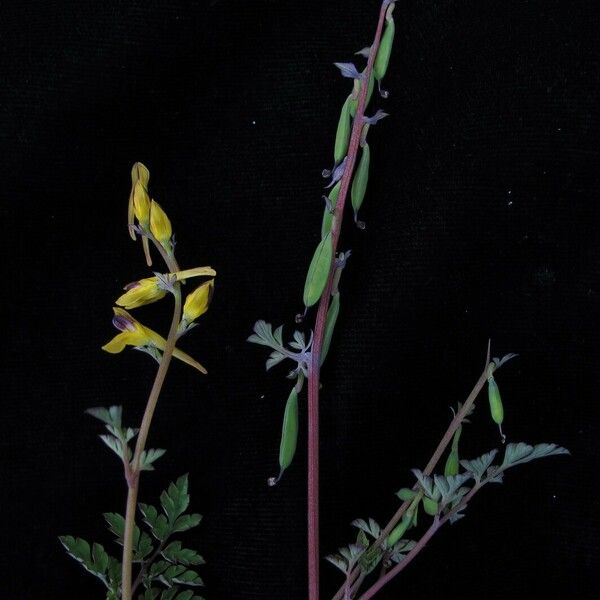 Corydalis cornuta 整株植物