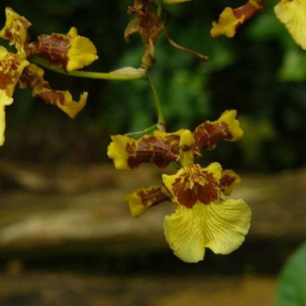 Oncidium sphacelatum Flor