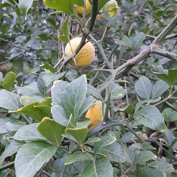 Citrus trifoliata Blad