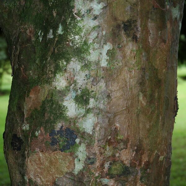 Syzygium malaccense Bark