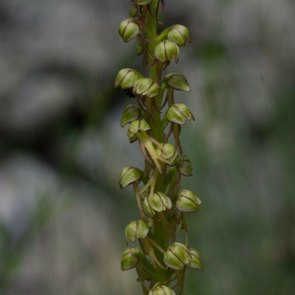 Orchis anthropophora Kora