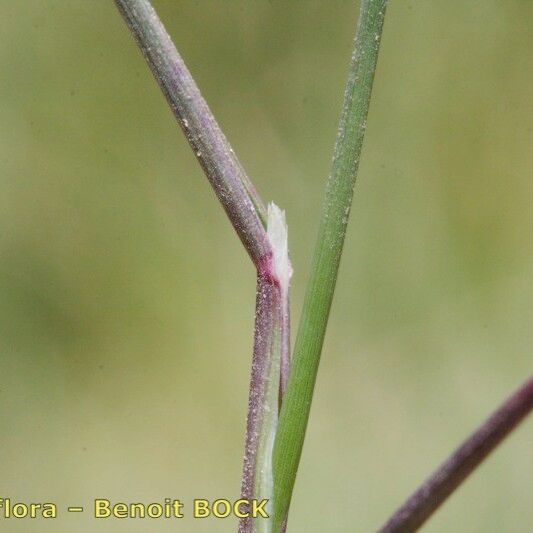 Poa glauca Casca