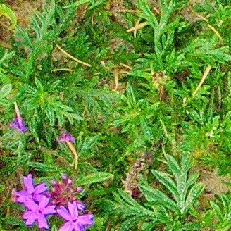 Verbena selloi Flor