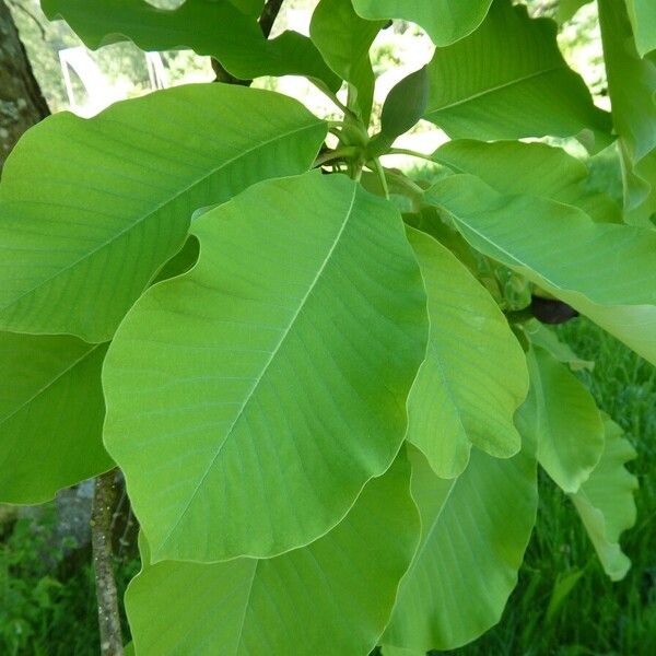 Magnolia obovata 葉