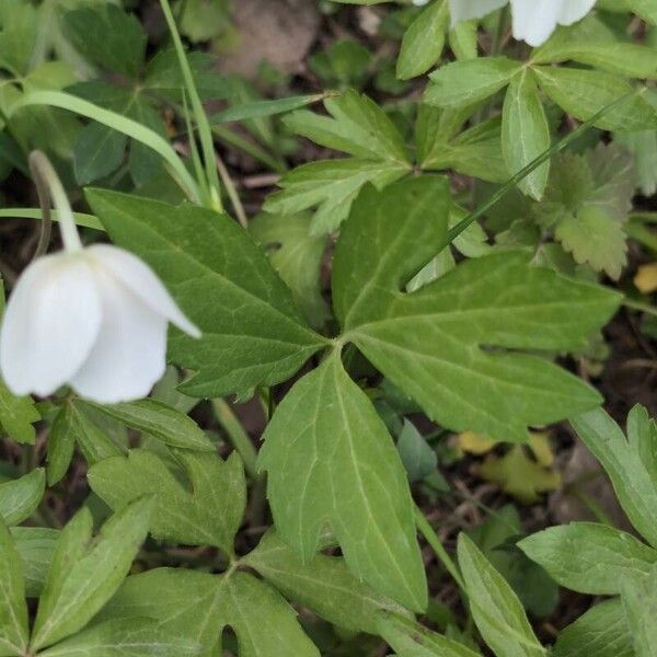 Anemonoides sylvestris Lapas