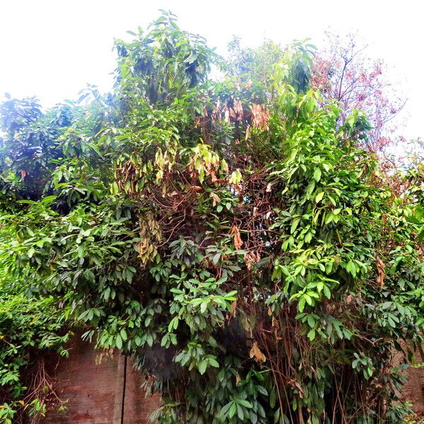 Ixora finlaysoniana Habit