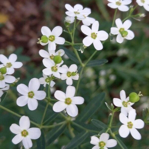 Euphorbia corollata Кветка