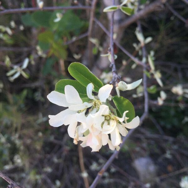 Amelanchier ovalis Λουλούδι