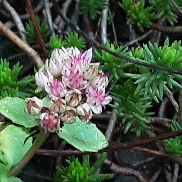 Hylotelephium sieboldii Blomst