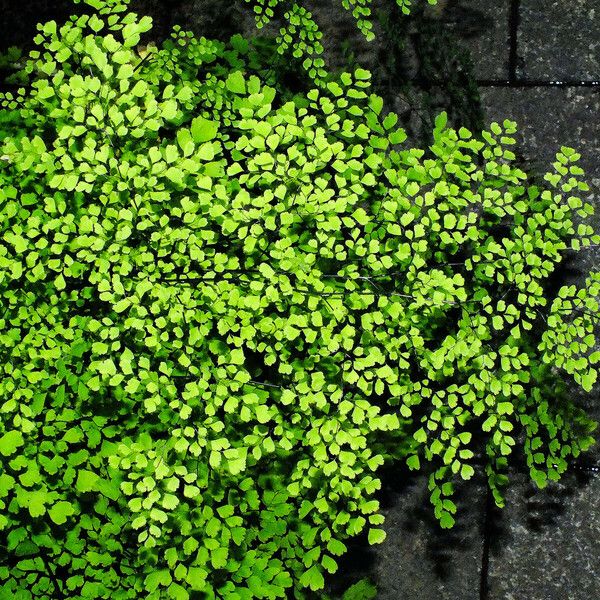 Adiantum capillus-veneris Habit