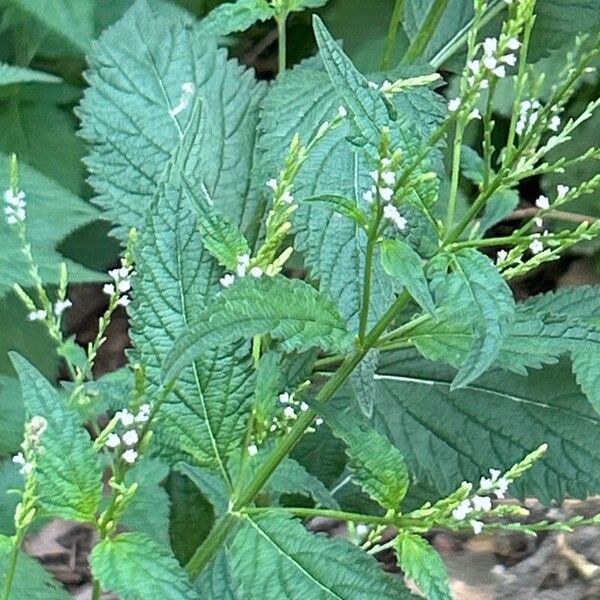 Verbena urticifolia Ліст