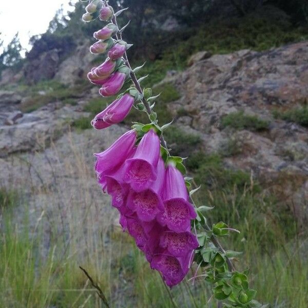 Digitalis purpurea Kukka