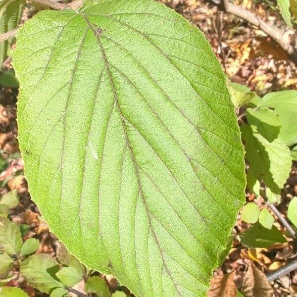 Viburnum dilatatum Foglia