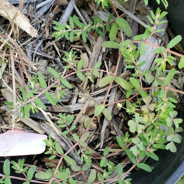 Euphorbia glyptosperma Hoja