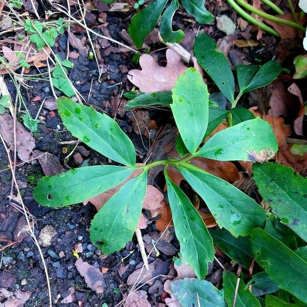 Helleborus niger Листок