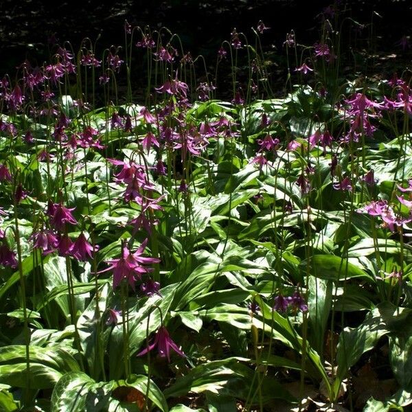 Erythronium revolutum 整株植物