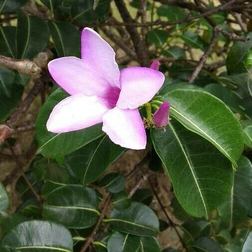 Cryptostegia madagascariensis Flower