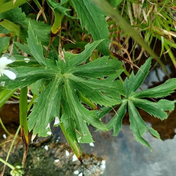 Ranunculus platanifolius Leaf