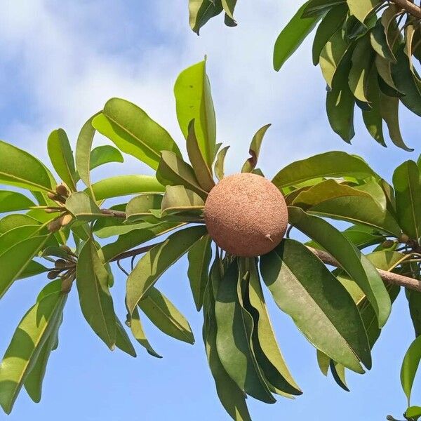 Manilkara zapota Fruit