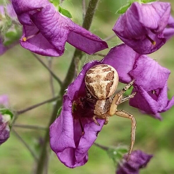 Verbascum phoeniceum फूल