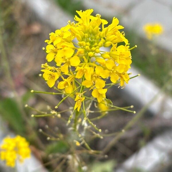 Sisymbrium loeselii Flower