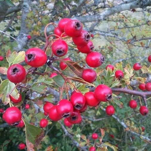 Crataegus monogyna ফল