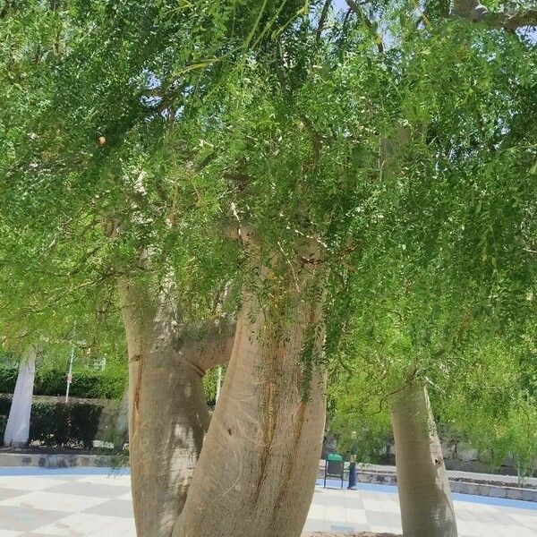 Moringa drouhardii Habit