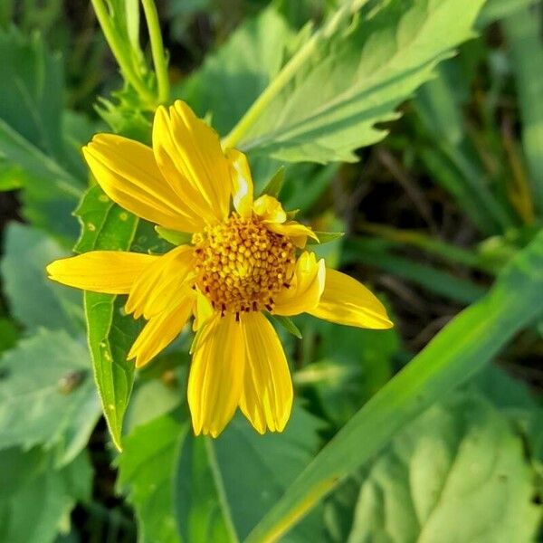 Verbesina encelioides Flors