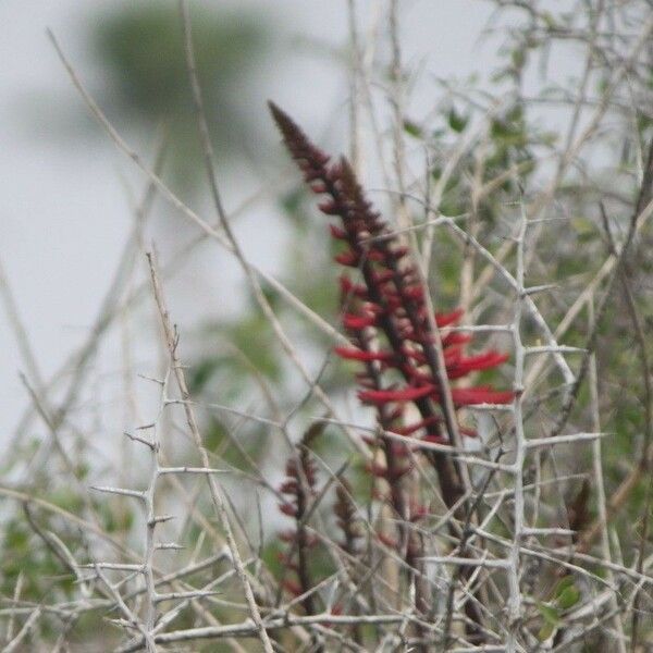 Erythrina flabelliformis Хабит