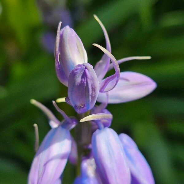 Hyacinthoides × massartiana Bloem
