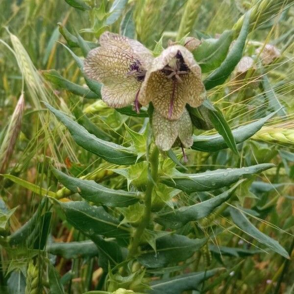 Hyoscyamus niger Flower