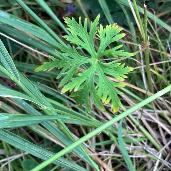 Geranium pratense Leaf