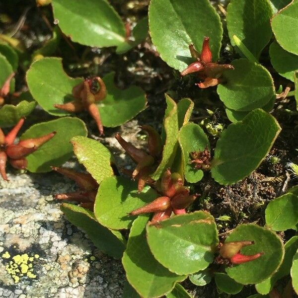 Salix herbacea Other