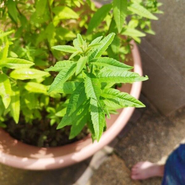 Aloysia citrodora Leaf