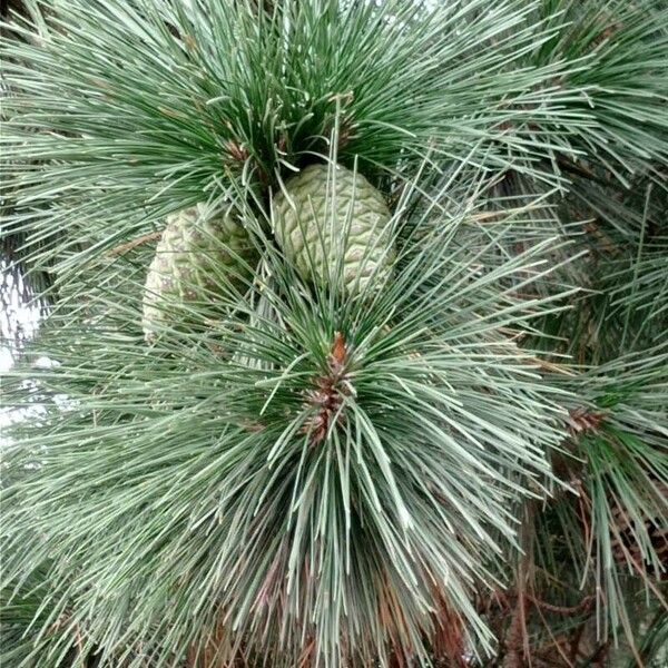 Pinus nigra Frutto