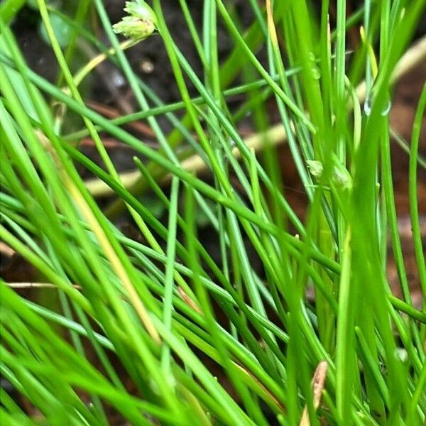 Isolepis setacea Blad