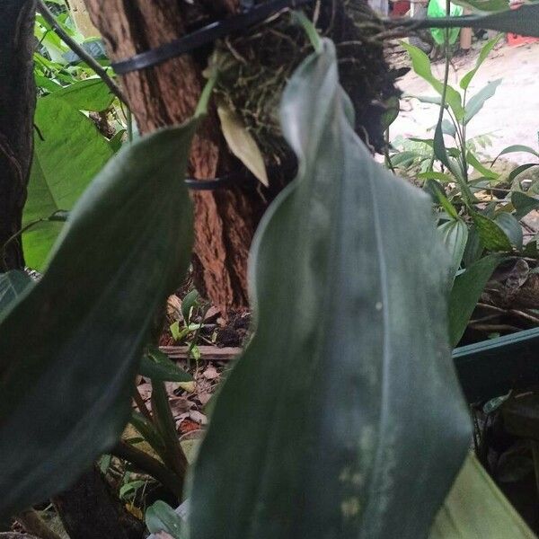 Catasetum maculatum Blad