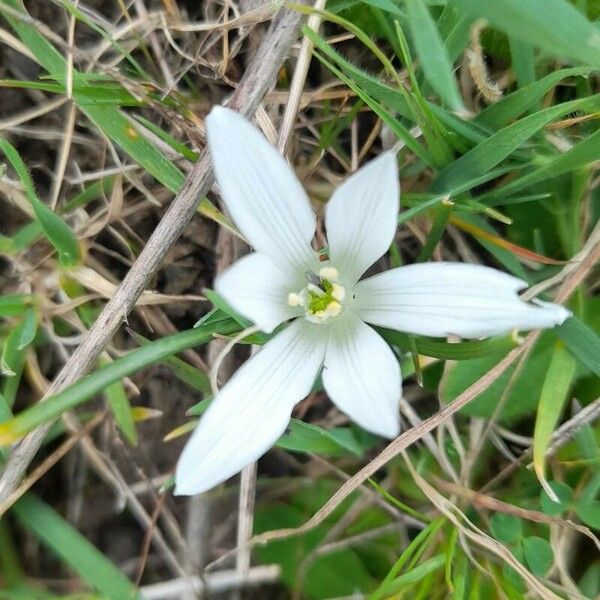 Ornithogalum exscapum പുഷ്പം