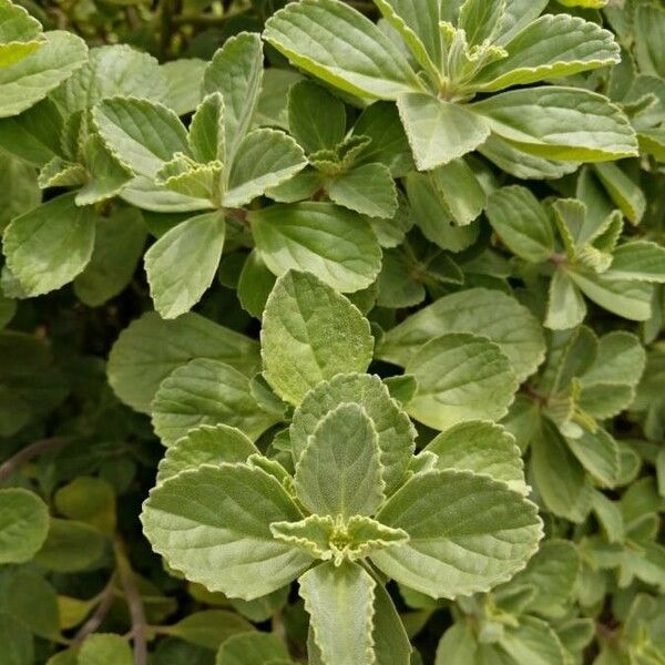 Plectranthus ornatus Leaf