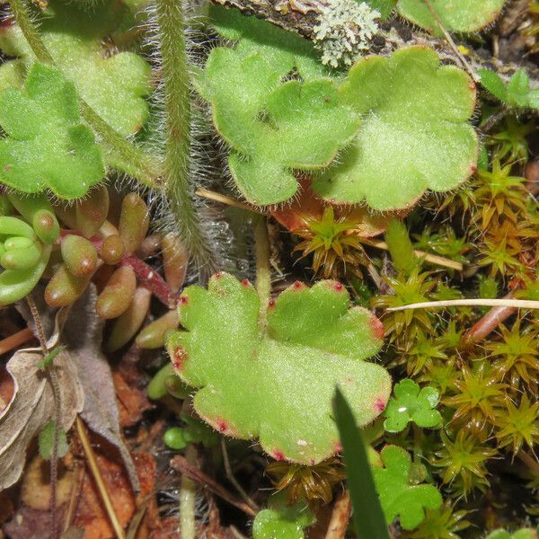 Saxifraga granulata 葉