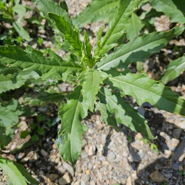 Cirsium altissimum Лист