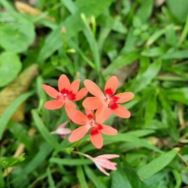 Freesia laxa Flors