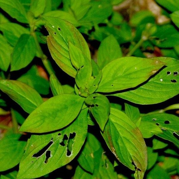 Spermacoce latifolia Folha