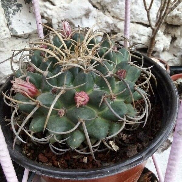 Mammillaria magnimamma Flower