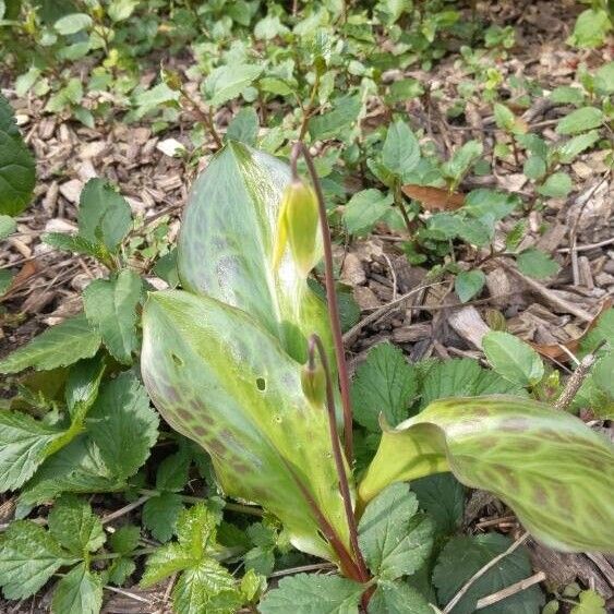 Erythronium revolutum പുഷ്പം